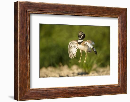 Male Little Bustard (Tetrax Tetrax) Displaying, Catalonia, Spain, May-Inaki Relanzon-Framed Photographic Print