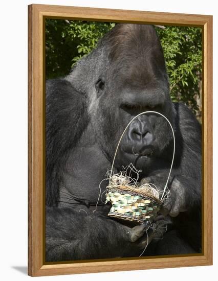 Male Lowland Gorilla with an Easter Basket Given to Him by His Keepers at the Cincinnati Zoo-null-Framed Premier Image Canvas