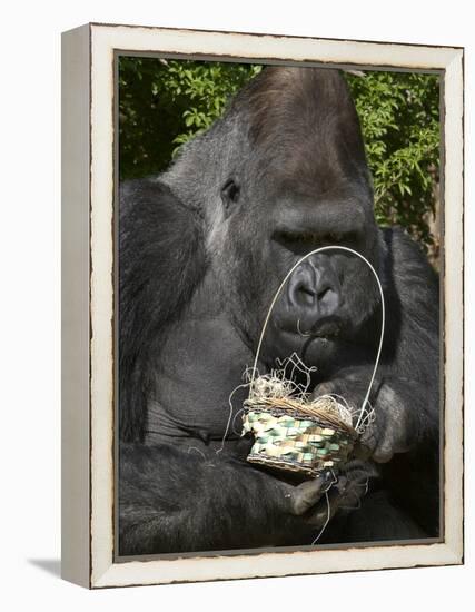 Male Lowland Gorilla with an Easter Basket Given to Him by His Keepers at the Cincinnati Zoo-null-Framed Premier Image Canvas