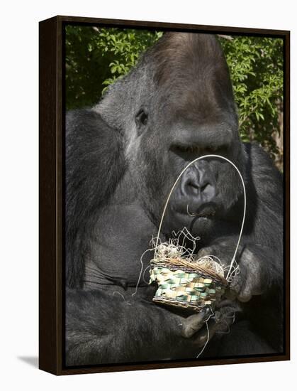 Male Lowland Gorilla with an Easter Basket Given to Him by His Keepers at the Cincinnati Zoo-null-Framed Premier Image Canvas