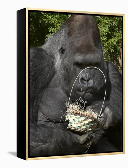 Male Lowland Gorilla with an Easter Basket Given to Him by His Keepers at the Cincinnati Zoo-null-Framed Premier Image Canvas