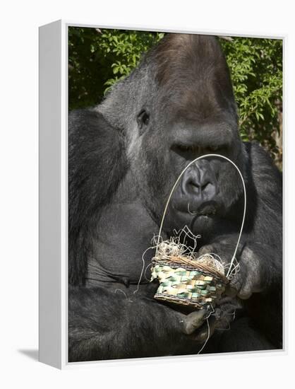 Male Lowland Gorilla with an Easter Basket Given to Him by His Keepers at the Cincinnati Zoo-null-Framed Premier Image Canvas