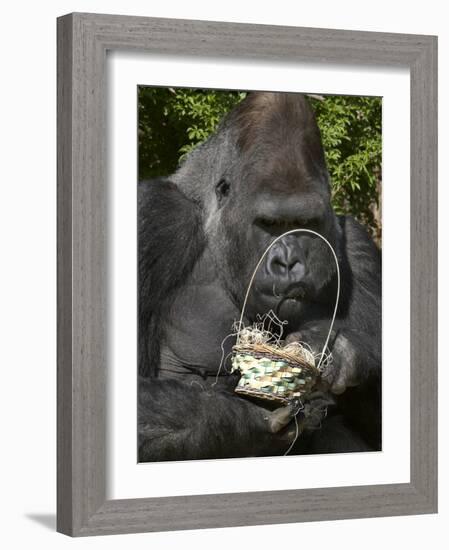 Male Lowland Gorilla with an Easter Basket Given to Him by His Keepers at the Cincinnati Zoo-null-Framed Photographic Print