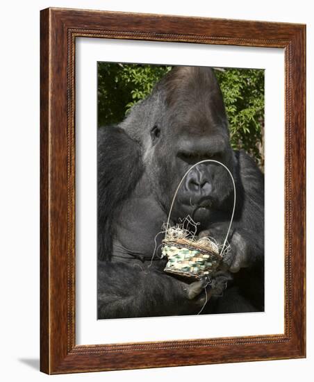 Male Lowland Gorilla with an Easter Basket Given to Him by His Keepers at the Cincinnati Zoo-null-Framed Photographic Print