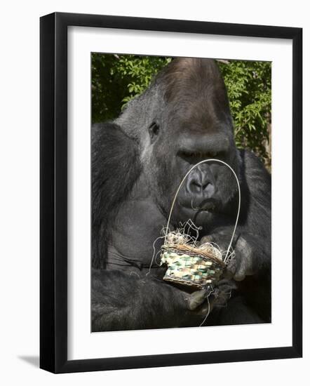 Male Lowland Gorilla with an Easter Basket Given to Him by His Keepers at the Cincinnati Zoo-null-Framed Photographic Print