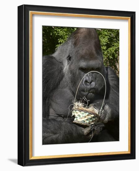 Male Lowland Gorilla with an Easter Basket Given to Him by His Keepers at the Cincinnati Zoo-null-Framed Photographic Print