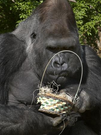 Male Lowland Gorilla With An Easter Basket Given To Him By His