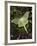 Male Luna Moth-Adam Jones-Framed Photographic Print