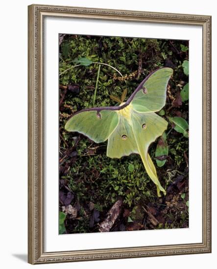 Male Luna Moth-Adam Jones-Framed Photographic Print