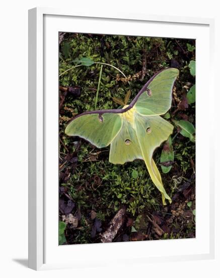 Male Luna Moth-Adam Jones-Framed Photographic Print