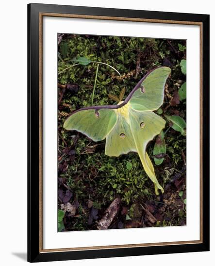 Male Luna Moth-Adam Jones-Framed Photographic Print