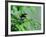 Male Magnolia Warbler-Adam Jones-Framed Photographic Print