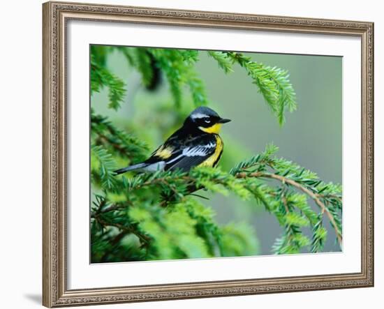 Male Magnolia Warbler-Adam Jones-Framed Photographic Print