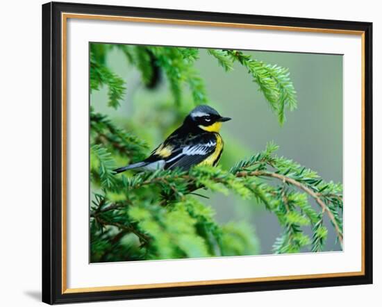 Male Magnolia Warbler-Adam Jones-Framed Photographic Print