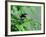 Male Magnolia Warbler-Adam Jones-Framed Photographic Print