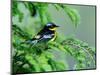 Male Magnolia Warbler-Adam Jones-Mounted Photographic Print