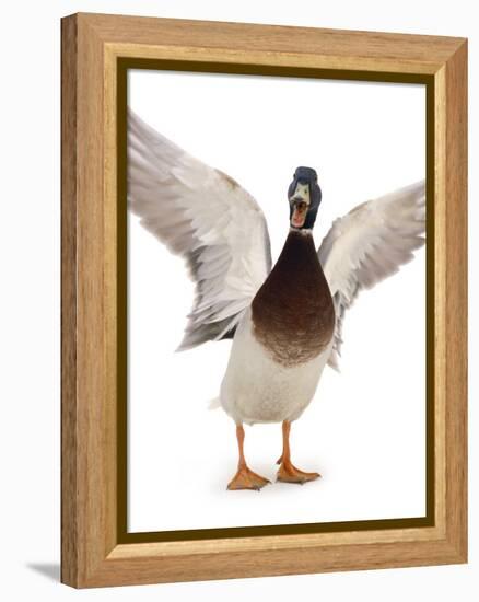 Male Mallard Flapping Wings and Calling (Anas Platyrhynchos), UK-Jane Burton-Framed Premier Image Canvas