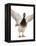 Male Mallard Flapping Wings and Calling (Anas Platyrhynchos), UK-Jane Burton-Framed Premier Image Canvas