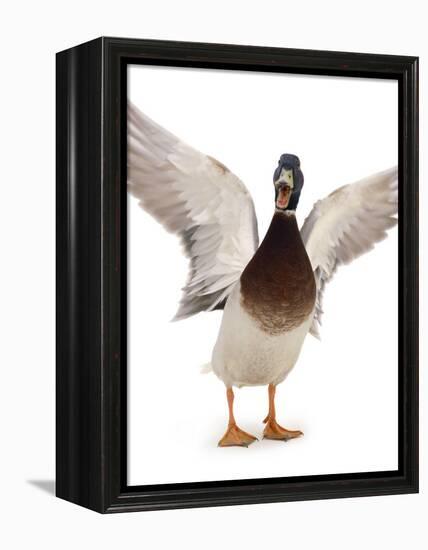 Male Mallard Flapping Wings and Calling (Anas Platyrhynchos), UK-Jane Burton-Framed Premier Image Canvas