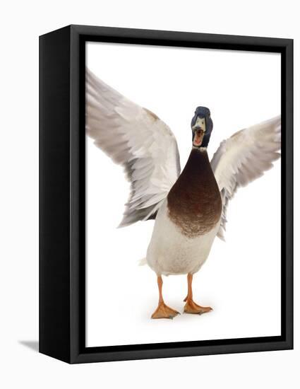 Male Mallard Flapping Wings and Calling (Anas Platyrhynchos), UK-Jane Burton-Framed Premier Image Canvas