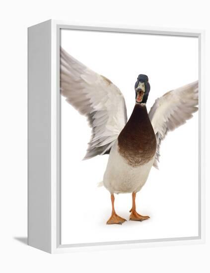 Male Mallard Flapping Wings and Calling (Anas Platyrhynchos), UK-Jane Burton-Framed Premier Image Canvas