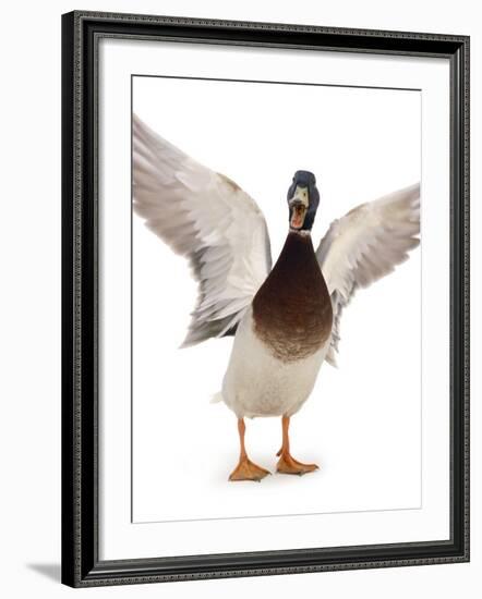 Male Mallard Flapping Wings and Calling (Anas Platyrhynchos), UK-Jane Burton-Framed Photographic Print