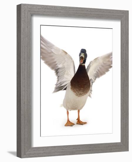 Male Mallard Flapping Wings and Calling (Anas Platyrhynchos), UK-Jane Burton-Framed Photographic Print