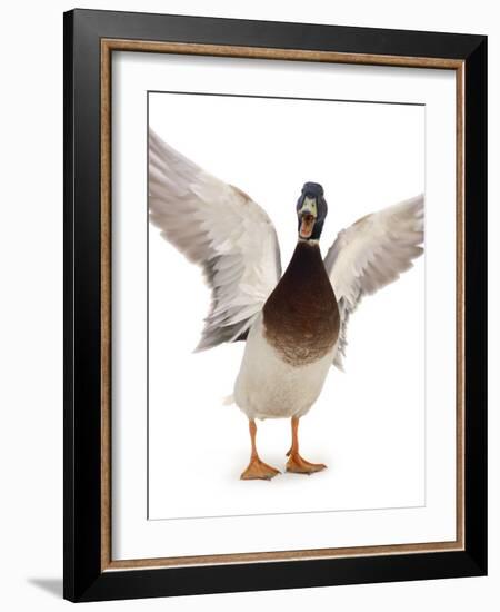 Male Mallard Flapping Wings and Calling (Anas Platyrhynchos), UK-Jane Burton-Framed Photographic Print