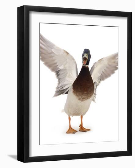 Male Mallard Flapping Wings and Calling (Anas Platyrhynchos), UK-Jane Burton-Framed Photographic Print