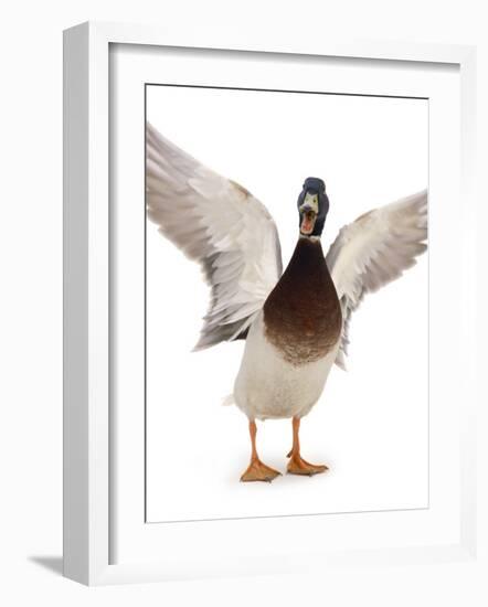 Male Mallard Flapping Wings and Calling (Anas Platyrhynchos), UK-Jane Burton-Framed Photographic Print