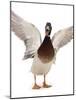 Male Mallard Flapping Wings and Calling (Anas Platyrhynchos), UK-Jane Burton-Mounted Photographic Print