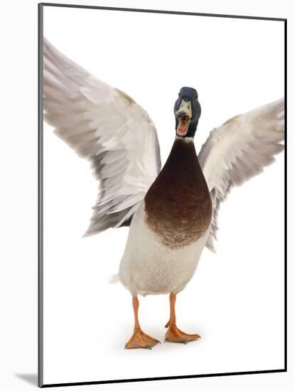 Male Mallard Flapping Wings and Calling (Anas Platyrhynchos), UK-Jane Burton-Mounted Photographic Print