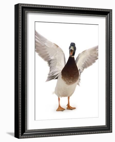 Male Mallard Flapping Wings and Calling (Anas Platyrhynchos), UK-Jane Burton-Framed Photographic Print