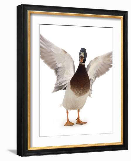 Male Mallard Flapping Wings and Calling (Anas Platyrhynchos), UK-Jane Burton-Framed Photographic Print