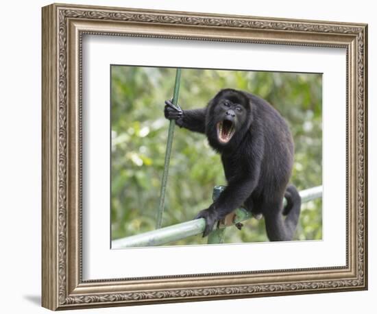 Male Mantled howler monkey on foot bridge, Costa Rica-Doug Wechsler-Framed Photographic Print