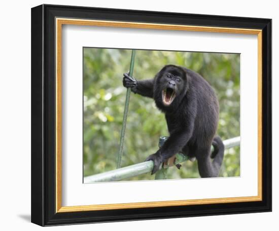 Male Mantled howler monkey on foot bridge, Costa Rica-Doug Wechsler-Framed Photographic Print