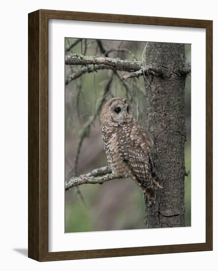 Male Mexican Spotted owl perching near female after a year of unsuccessful nesting.-Maresa Pryor-Luzier-Framed Photographic Print