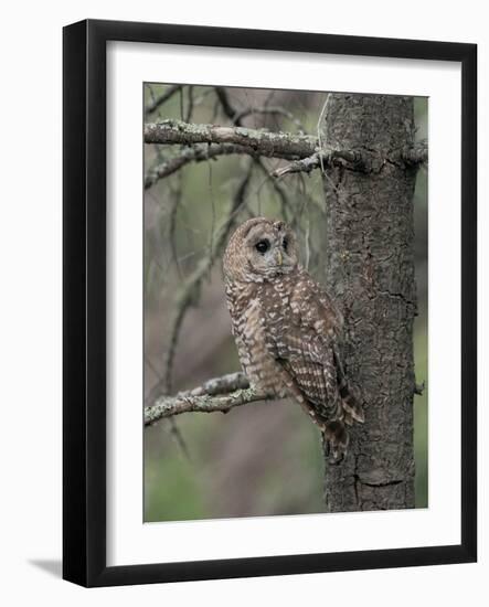 Male Mexican Spotted owl perching near female after a year of unsuccessful nesting.-Maresa Pryor-Luzier-Framed Photographic Print