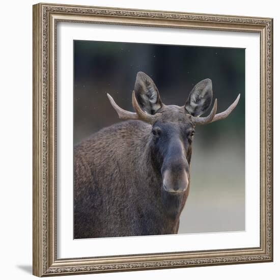 Male Moose with antlers, portrait, Finland.-Jussi Murtosaari-Framed Photographic Print