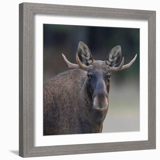 Male Moose with antlers, portrait, Finland.-Jussi Murtosaari-Framed Photographic Print