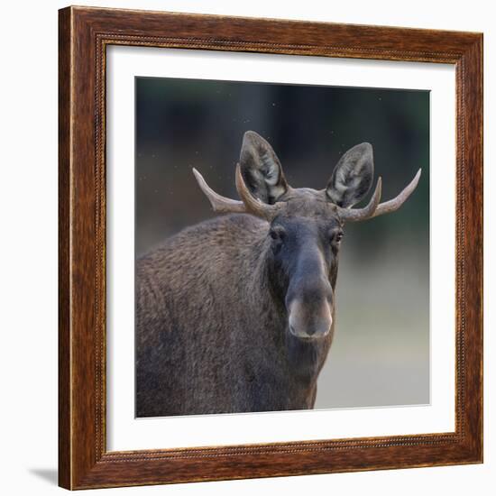 Male Moose with antlers, portrait, Finland.-Jussi Murtosaari-Framed Photographic Print