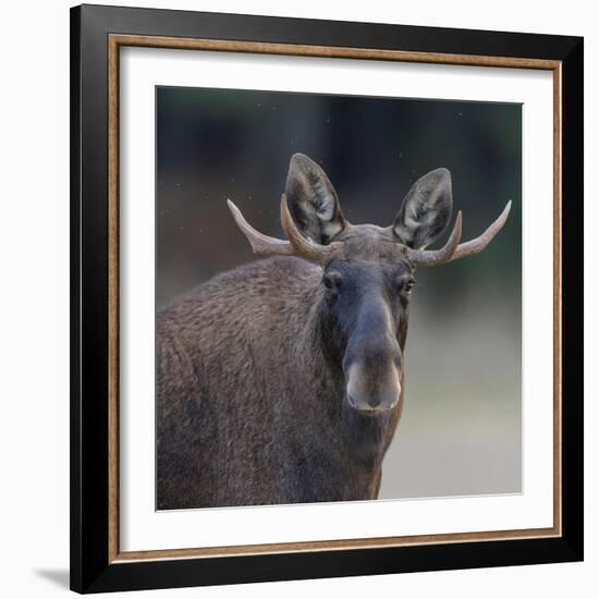 Male Moose with antlers, portrait, Finland.-Jussi Murtosaari-Framed Photographic Print