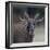 Male Moose with antlers, portrait, Finland.-Jussi Murtosaari-Framed Photographic Print