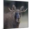 Male Moose with antlers, portrait, Finland.-Jussi Murtosaari-Mounted Photographic Print