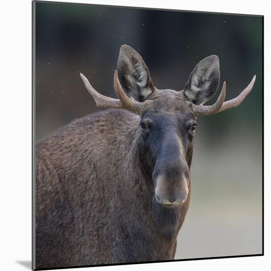 Male Moose with antlers, portrait, Finland.-Jussi Murtosaari-Mounted Photographic Print