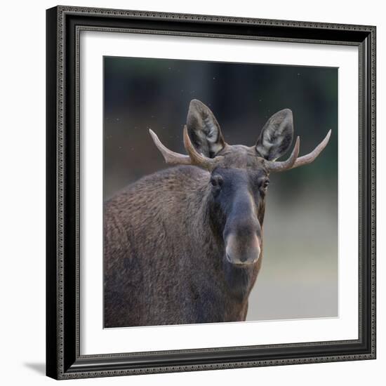 Male Moose with antlers, portrait, Finland.-Jussi Murtosaari-Framed Photographic Print