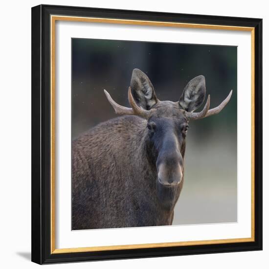 Male Moose with antlers, portrait, Finland.-Jussi Murtosaari-Framed Photographic Print