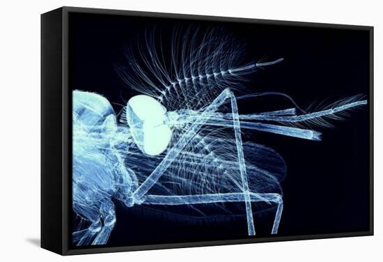 Male Mosquito Head, Light Micrograph-Steve Gschmeissner-Framed Premier Image Canvas