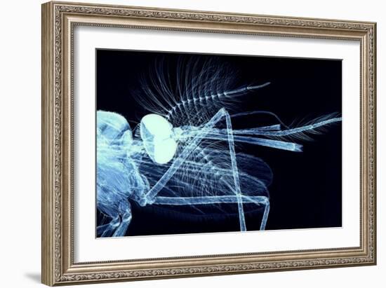 Male Mosquito Head, Light Micrograph-Steve Gschmeissner-Framed Photographic Print