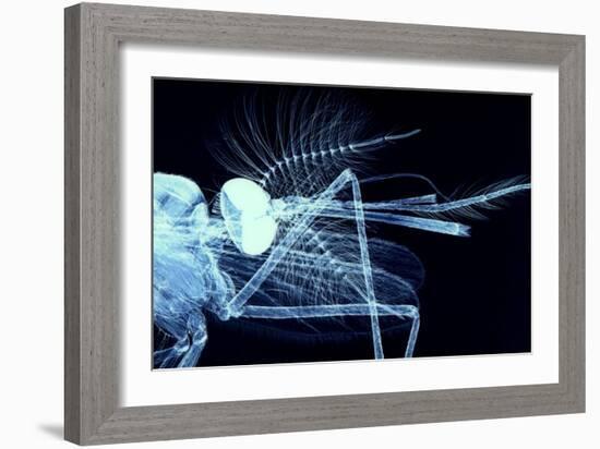 Male Mosquito Head, Light Micrograph-Steve Gschmeissner-Framed Photographic Print